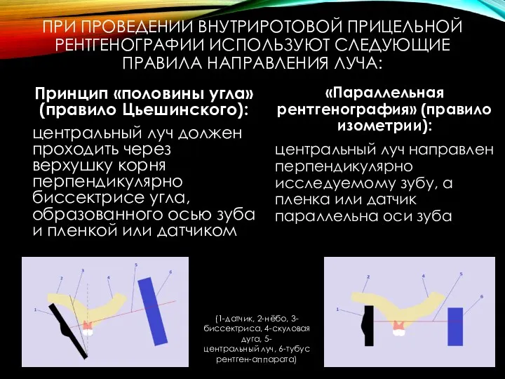 ПРИ ПРОВЕДЕНИИ ВНУТРИРОТОВОЙ ПРИЦЕЛЬНОЙ РЕНТГЕНОГРАФИИ ИСПОЛЬЗУЮТ СЛЕДУЮЩИЕ ПРАВИЛА НАПРАВЛЕНИЯ ЛУЧА: Принцип «половины угла»