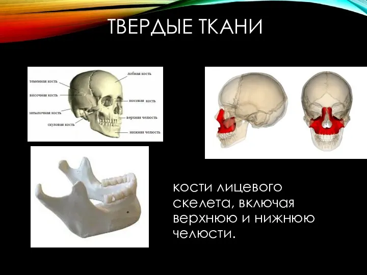 ТВЕРДЫЕ ТКАНИ кости лицевого скелета, включая верхнюю и нижнюю челюсти.