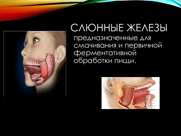 СЛЮННЫЕ ЖЕЛЕЗЫ предназначенные для смачивания и первичной ферментативной обработки пищи.