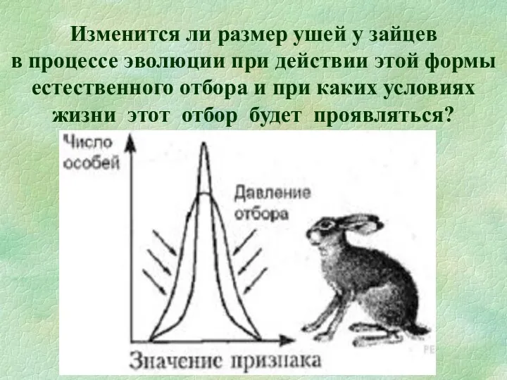 Изменится ли размер ушей у зайцев в процессе эволюции при