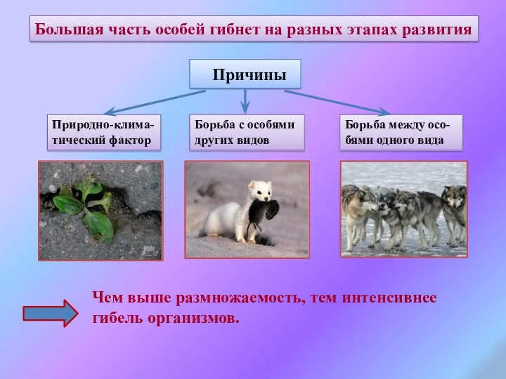 Большая часть особей гибнет на разных этапах развития Причины Природно-клима-