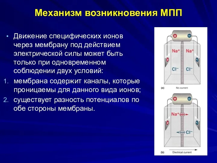 Механизм возникновения МПП Движение специфических ионов через мембрану под действием