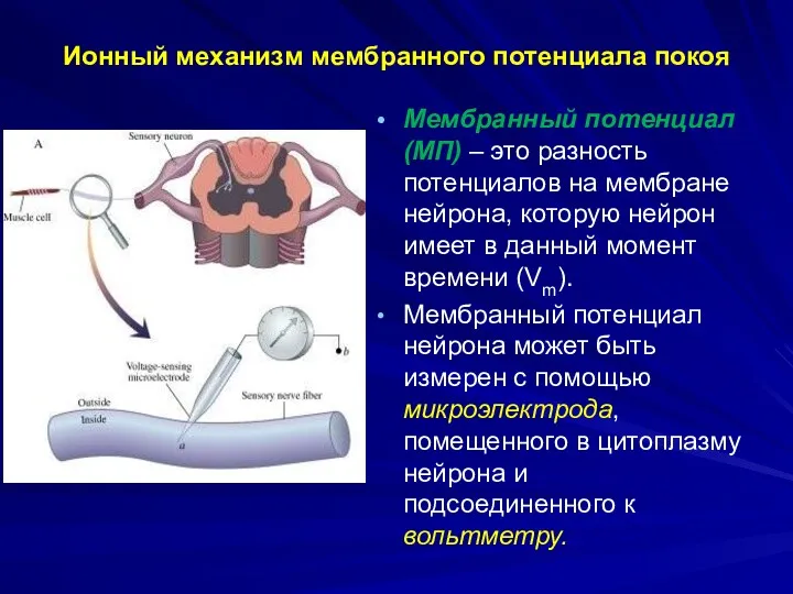 Ионный механизм мембранного потенциала покоя Мембранный потенциал (МП) – это