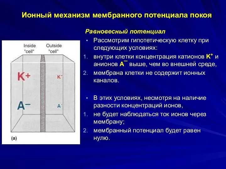 Ионный механизм мембранного потенциала покоя Равновесный потенциал Рассмотрим гипотетическую клетку