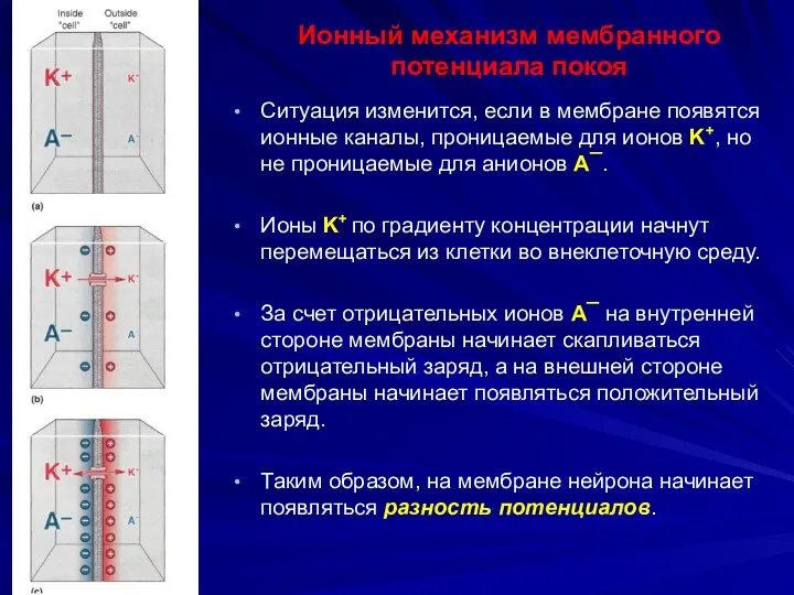 Ионный механизм мембранного потенциала покоя Ситуация изменится, если в мембране