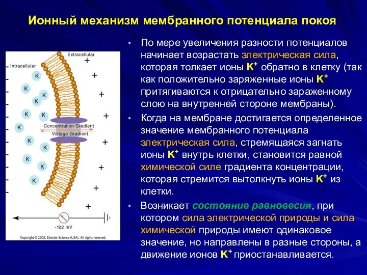 Ионный механизм мембранного потенциала покоя По мере увеличения разности потенциалов