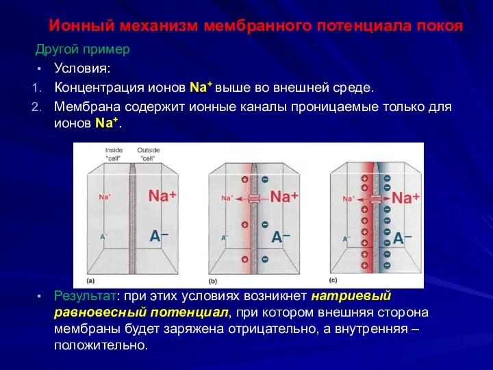 Ионный механизм мембранного потенциала покоя Другой пример Условия: Концентрация ионов