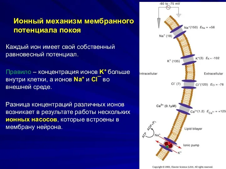 Ионный механизм мембранного потенциала покоя Каждый ион имеет свой собственный