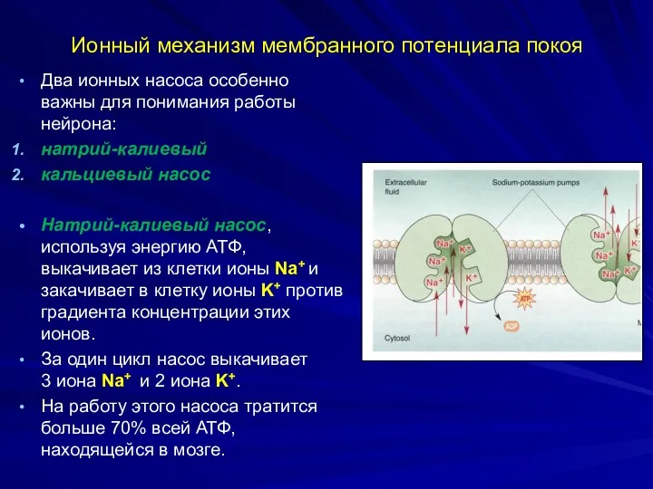 Ионный механизм мембранного потенциала покоя Два ионных насоса особенно важны