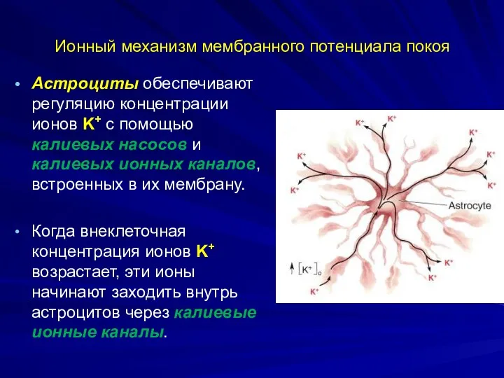 Ионный механизм мембранного потенциала покоя Астроциты обеспечивают регуляцию концентрации ионов