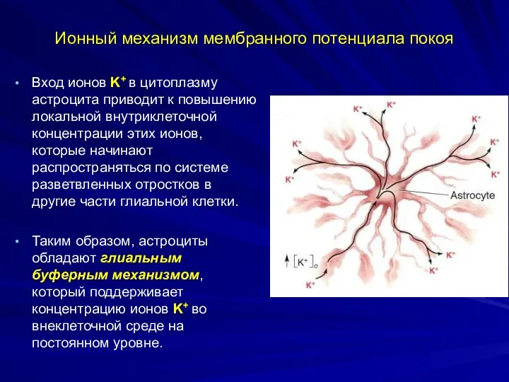 Ионный механизм мембранного потенциала покоя Вход ионов K+ в цитоплазму