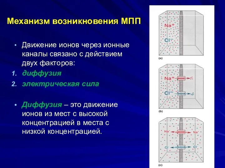 Механизм возникновения МПП Движение ионов через ионные каналы связано с