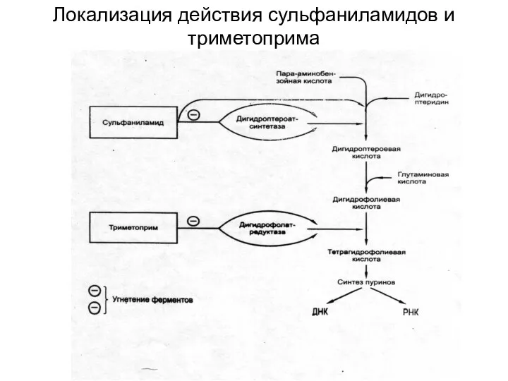 Локализация действия сульфаниламидов и триметоприма