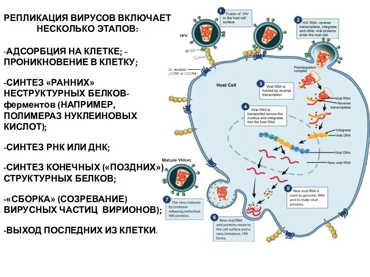 РЕПЛИКАЦИЯ ВИРУСОВ ВКЛЮЧАЕТ НЕСКОЛЬКО ЭТАПОВ: -АДСОРБЦИЯ НА КЛЕТКЕ; -ПРОНИКНОВЕНИЕ В