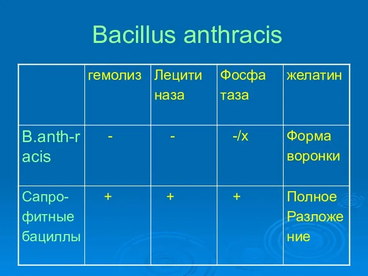 Bacillus anthracis