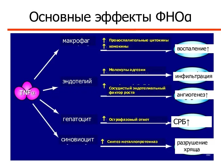 Основные эффекты ФНОα макрофаг эндотелий гепатоцит синовиоцит Провоспалительные цитокины хемокины Молекулы адгезии Сосудистый