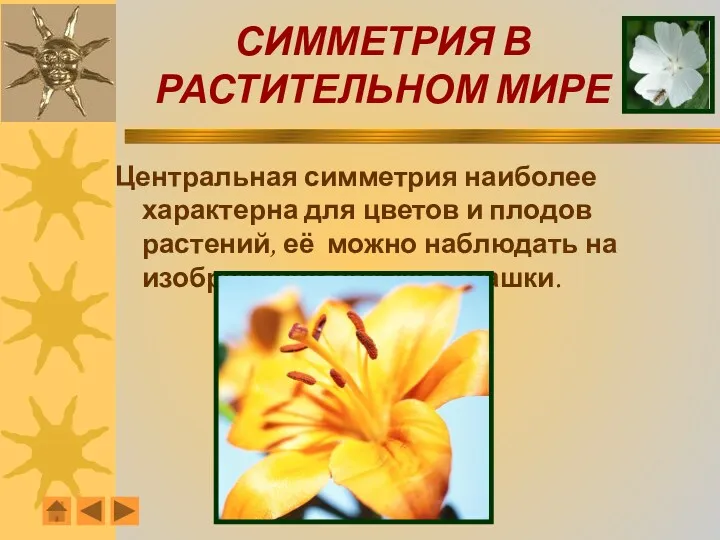 СИММЕТРИЯ В РАСТИТЕЛЬНОМ МИРЕ Центральная симметрия наиболее характерна для цветов и плодов растений,