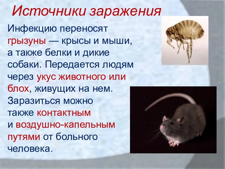 Источники заражения Инфекцию переносят грызуны — крысы и мыши, а
