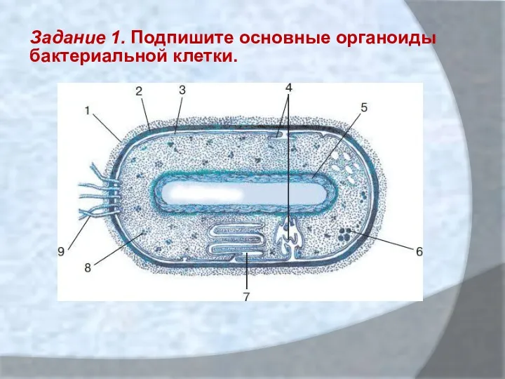 Задание 1. Подпишите основные органоиды бактериальной клетки.