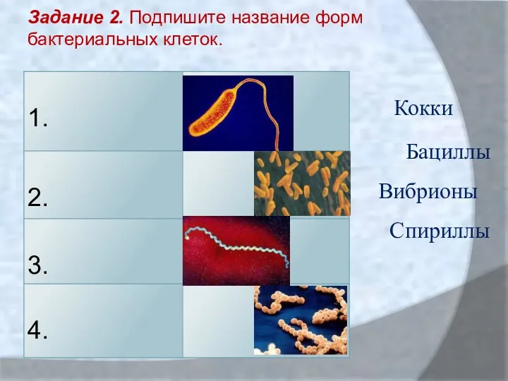 Задание 2. Подпишите название форм бактериальных клеток. Кокки Бациллы Вибрионы Спириллы