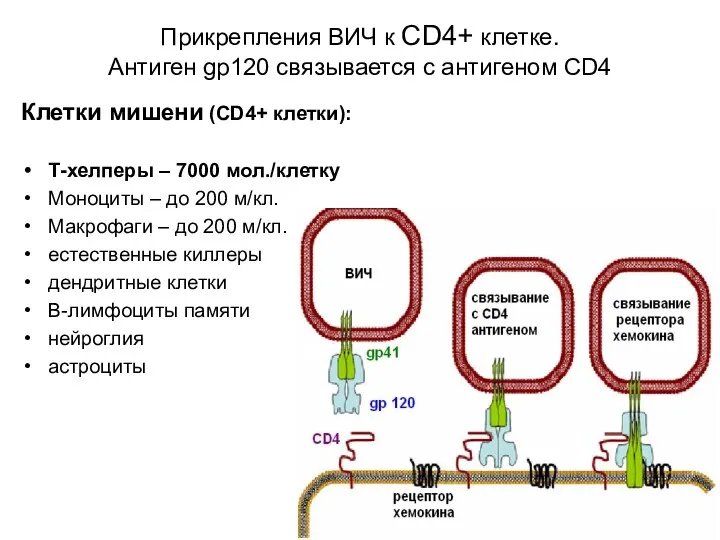 Прикрепления ВИЧ к CD4+ клетке. Антиген gp120 связывается с антигеном