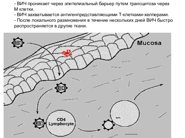 - ВИЧ проникает через эпителиальный барьер путем трансцитоза через M