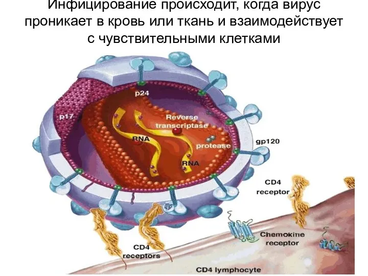 Инфицирование происходит, когда вирус проникает в кровь или ткань и взаимодействует с чувствительными клетками