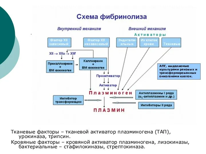 Тканевые факторы – тканевой активатор плазминогена (ТАП), урокиназа, трипсин. Кровяные