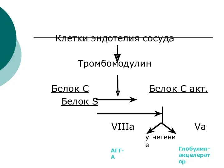 Клетки эндотелия сосуда Тромбомодулин Белок С Белок С акт. Белок