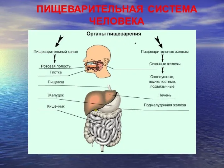 ПИЩЕВАРИТЕЛЬНАЯ СИСТЕМА ЧЕЛОВЕКА