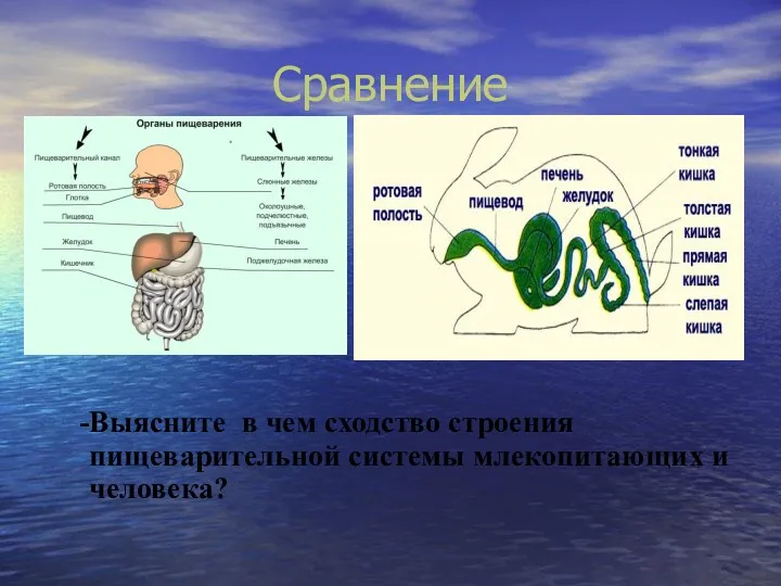 Сравнение Выясните в чем сходство строения пищеварительной системы млекопитающих и человека?