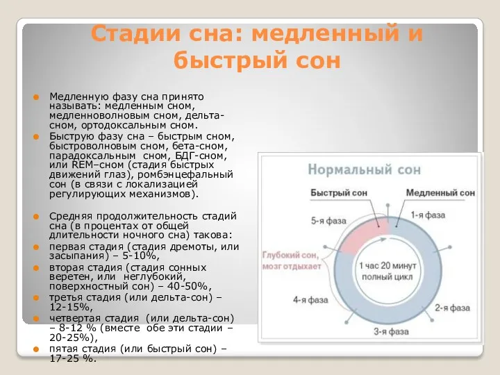 Стадии сна: медленный и быстрый сон Медленную фазу сна принято