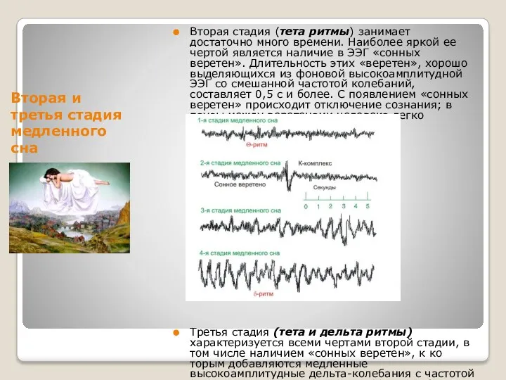 Вторая и третья стадия медленного сна Вторая стадия (тета ритмы)