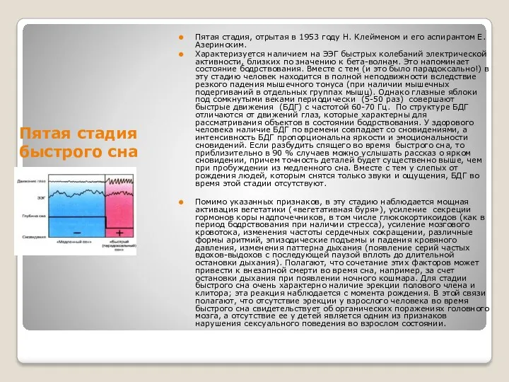 Пятая стадия быстрого сна Пятая стадия, отрытая в 1953 году