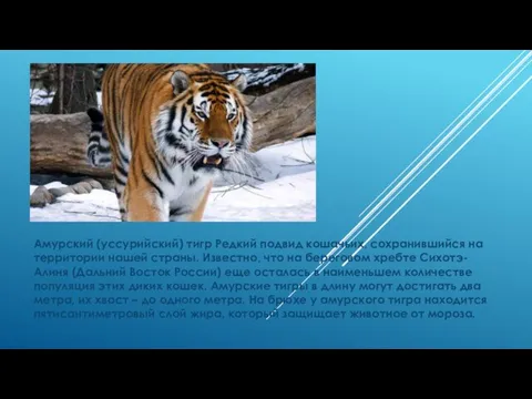 Амурский (уссурийский) тигр Редкий подвид кошачьих, сохранившийся на территории нашей