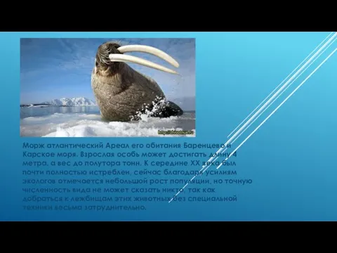 Морж атлантический Ареал его обитания Баренцево и Карское моря. Взрослая