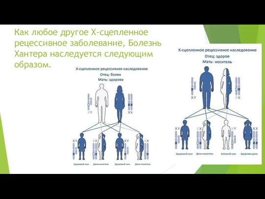 Как любое другое Х-сцепленное рецессивное заболевание, Болезнь Хантера наследуется следующим образом.