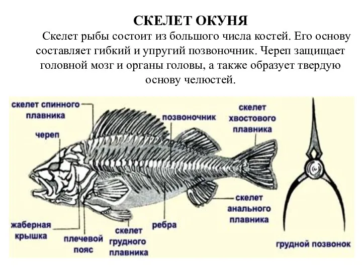 СКЕЛЕТ ОКУНЯ Скелет рыбы состоит из большого числа костей. Его основу составляет гибкий