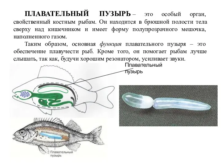 ПЛАВАТЕЛЬНЫЙ ПУЗЫРЬ – это особый орган, свойственный костным рыбам. Он находится в брюшной