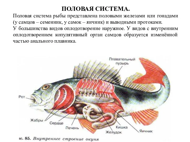 ПОЛОВАЯ СИСТЕМА. Половая система рыбы представлена половыми железами или гонадами (у самцов –
