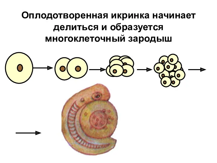 Оплодотворенная икринка начинает делиться и образуется многоклеточный зародыш