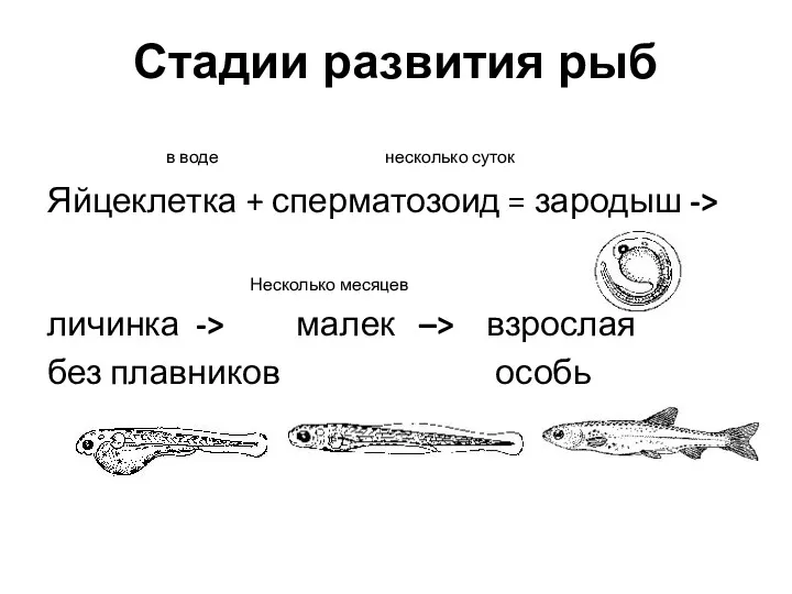Стадии развития рыб в воде несколько суток Яйцеклетка + сперматозоид = зародыш ->