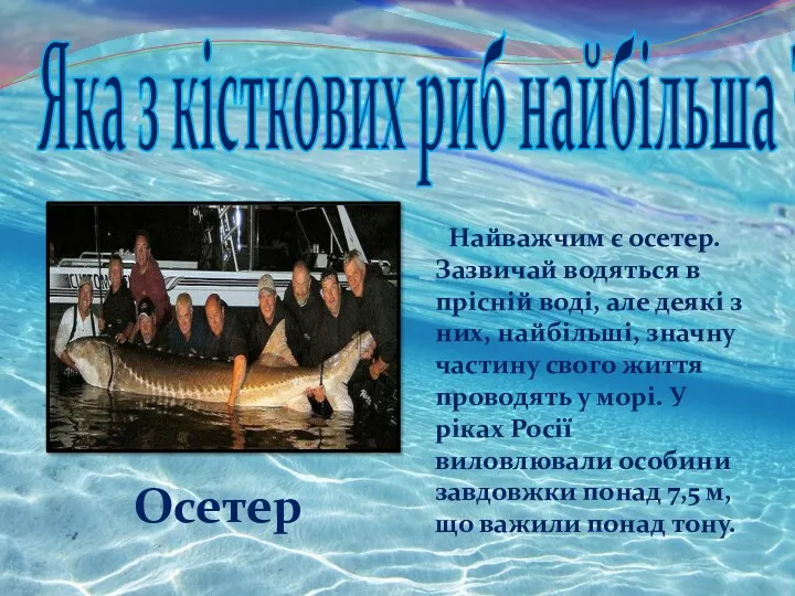 Найважчим є осетер. Зазвичай водяться в прісній воді, але деякі