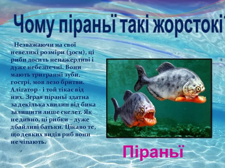 Чому піраньї такі жорстокі? Незважаючи на свої невеликі розміри (30см),