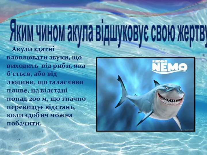 Яким чином акула відшуковує свою жертву ? Акули здатні вловлювати