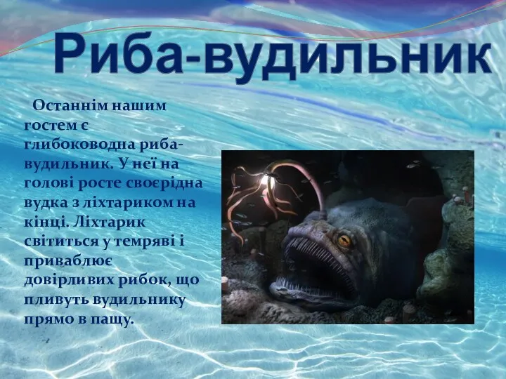 Риба-вудильник Останнім нашим гостем є глибоководна риба-вудильник. У неї на