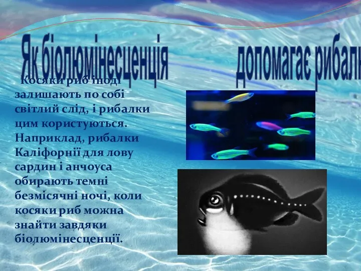 Як біолюмінесценція допомагає рибалкам ? Косяки риб іноді залишають по