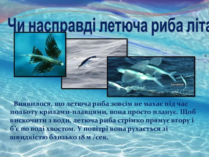 Чи насправді летюча риба літає? Виявилося, що летюча риба зовсім