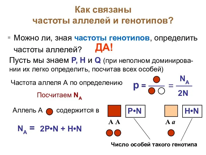 Как связаны частоты аллелей и генотипов? Можно ли, зная частоты генотипов, определить частоты