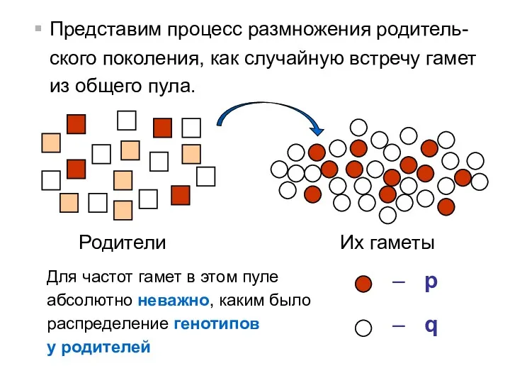 Представим процесс размножения родитель-ского поколения, как случайную встречу гамет из общего пула. Родители